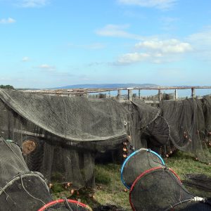 Capéchades en train de sécher