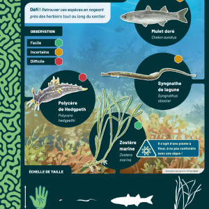 Sentier-Panneau-herbiers1