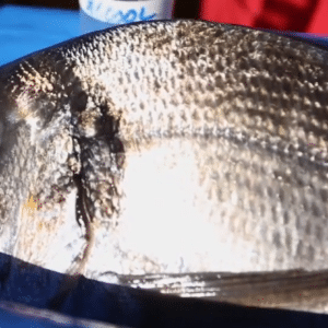 Marquage-poissons 14 