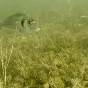 Marquage-poissons 2 
