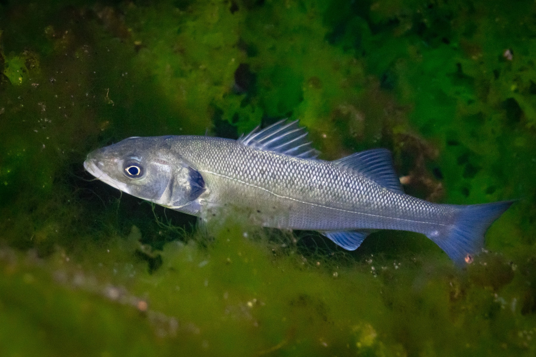 Dicentrarchus-labrax-20